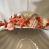 Seashell bowl red coral