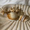Large beige coral plate