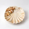 Medium beige coral plate